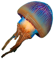 Colorful Real Jellyfish Isolated On White Sticker