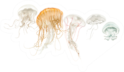 Common Jellyfish In pale Colors Sticker