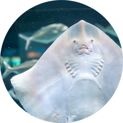 Common Stingray In The Aquarium Sticker