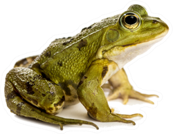 Common Water Frog In Front Of A White Sticker