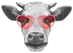 Cow In Love! Portrait Of Cow Sticker