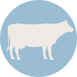 Cow Silhouette. Cow Icon Isolated On Blue Background Sticker