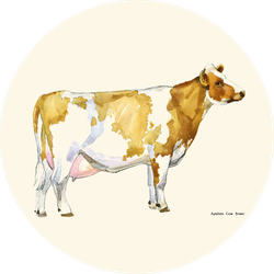 Cow Watercolor Illustration. Ayrshire Breed. Sticker