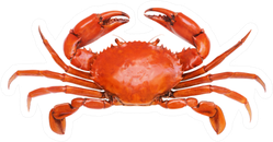 Crab Isolated Sticker