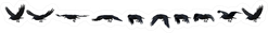 Crow Or Rook Flying Sticker