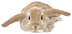 Cute Bunny Isolated On Background Sticker