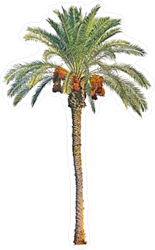 Date Palm Sticker