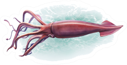 Deep-sea Squid, Realistic Drawing Sticker