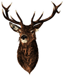 Deer Sketch Vector Graphics Color Head With Horns