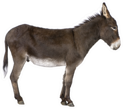 Donkey In Front Of A White Sticker