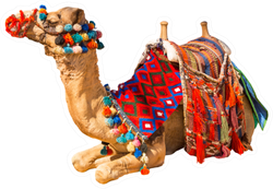 Egyptian Decorated Camel With Saddle Isolated On White Sticker