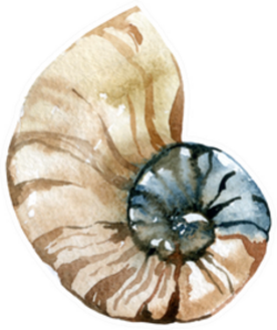 Hand Paint Watercolor Seashell Detailed Sticker