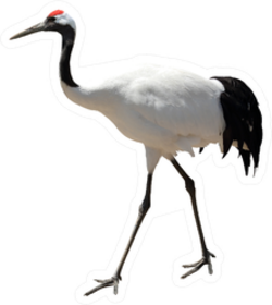 Red-crowned Crane Photo Realistic Sticker