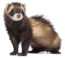 Ferret, 7 Months Old Sticker