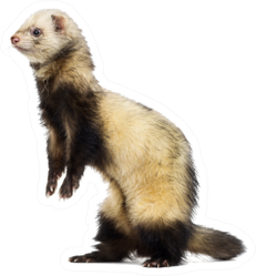 Ferret On His Hind Legs And Looking Away Sticker