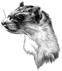 Ferret Sketch Head Monochrome Pattern Sticker