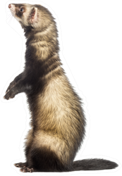 Ferret Standing On Hind Legs And Looking Up Sticker