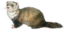 Ferret Watercolor Illustration Sticker