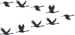 Flock Of Cranes Or Stork Black Silhouette In Flying Sticker
