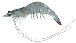 Fresh And Clean Pacific White Shrimp Sticker