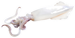 Fresh Squid On Isolated White Background Sticker