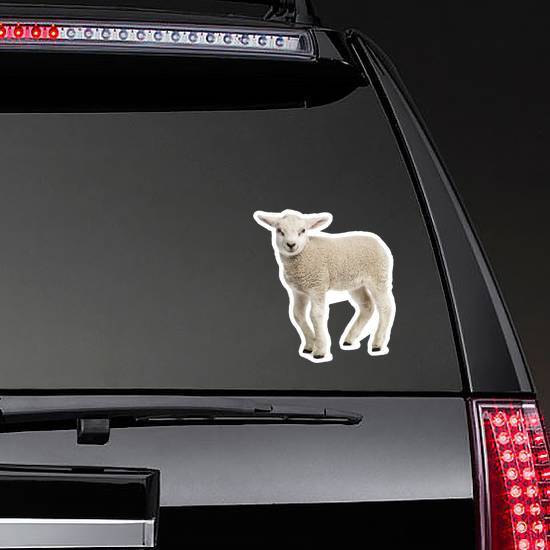 Lamb (8 Weeks Old) Isolated On White Sticker