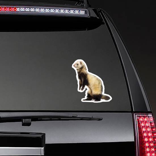 Ferret On His Hind Legs And Looking Away Sticker example 