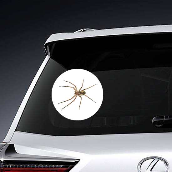 Huntsman Spider Sticker
