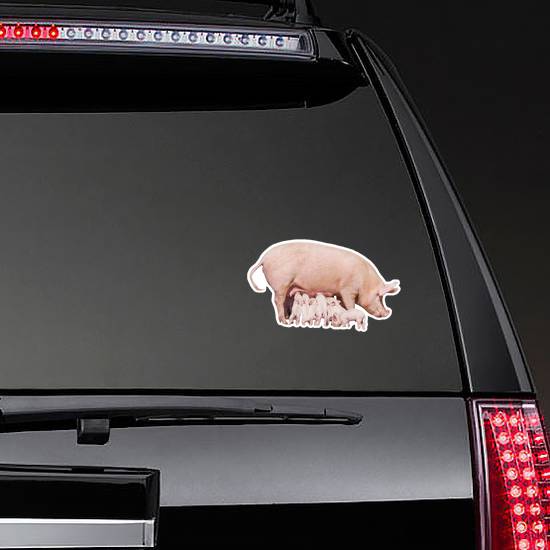 Little Piglets Eat Milk From Mom Sticker
