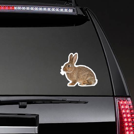 Rabbit Sitting Against White Sticker
