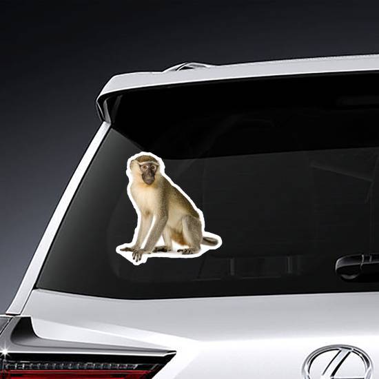 Realistic Vervet Monkey Sticker