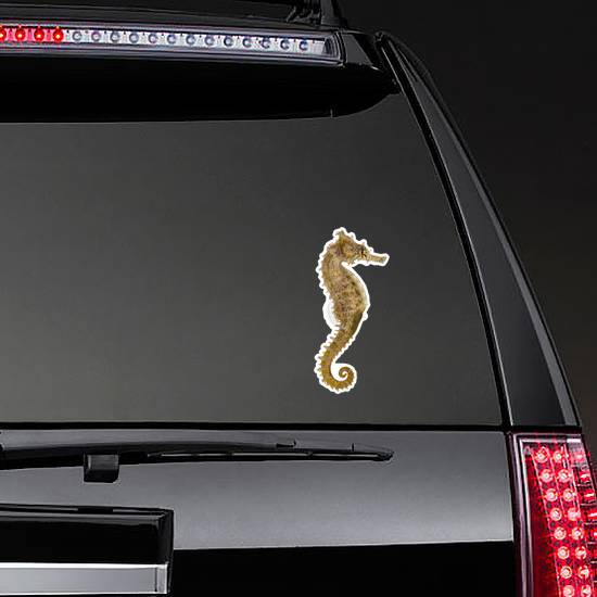 Side View Of A Common Seahorse Sticker