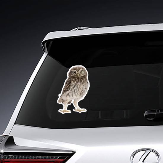 Young Owl Standing Sticker
