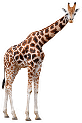 Giraffe Isolated Sticker
