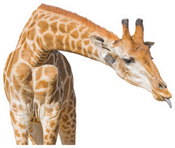 Giraffe With Tongue Out Sticker