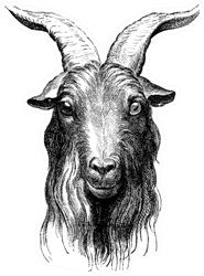 Goat, Vintage Engraved Illustration Sticker