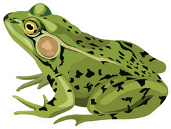 Green Frog Drawing Sticker