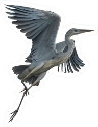 Grey Heron Crane Flying Isolated On White Background Sticker