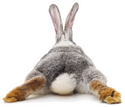 Grey Rabbit Behind Sticker