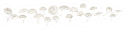 Group Of Aurelia Aurita Jellyfish Against White Background Sticker