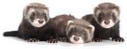 Group Of Ferret Puppies Lying Down Sticker