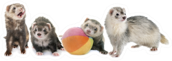 Group Of Ferrets With Ball Sticker