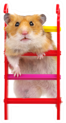 Hamster On The Toy Stairs Sticker