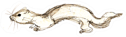 Hand Drawing Ferret Sticker