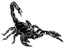 Hand Drawing Scorpion Sticker