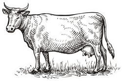 Hand Drawn Cow. Sketch Vector Illustration Sticker