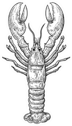 Hand Drawn Sketch Lobster Illustration Sticker
