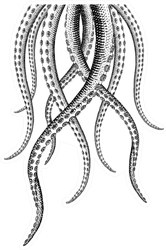 Hand Drawn Tentacle Illustrations Sticker