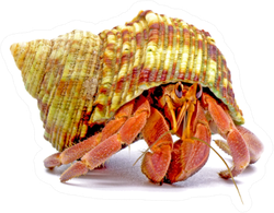 Hermit Crabs Isolated On White Sticker