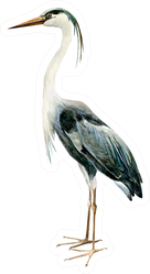 Heron Crane Bird Standing Watercolor Illustration Sticker
